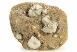 Mississippian Fossil Crinoid & Blastoid Plate - Missouri #262437-1